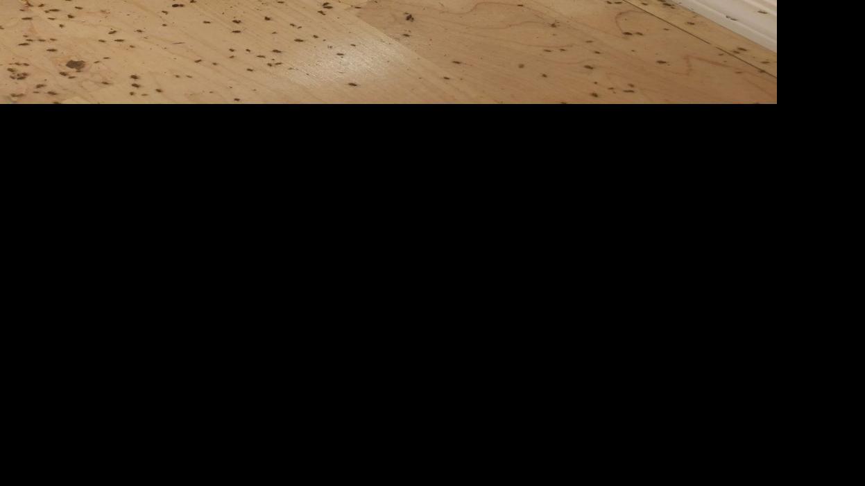 Here’s why clusters of these tiny bugs are all around Tucson right now