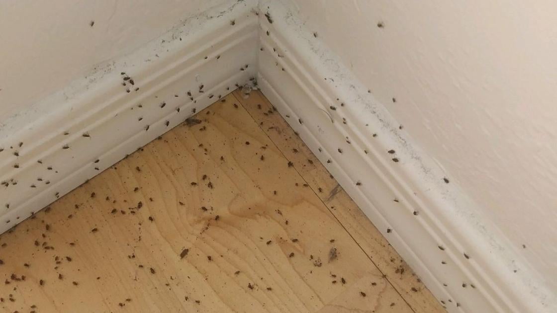 Here’s why clusters of these tiny bugs are all around Tucson right now ...