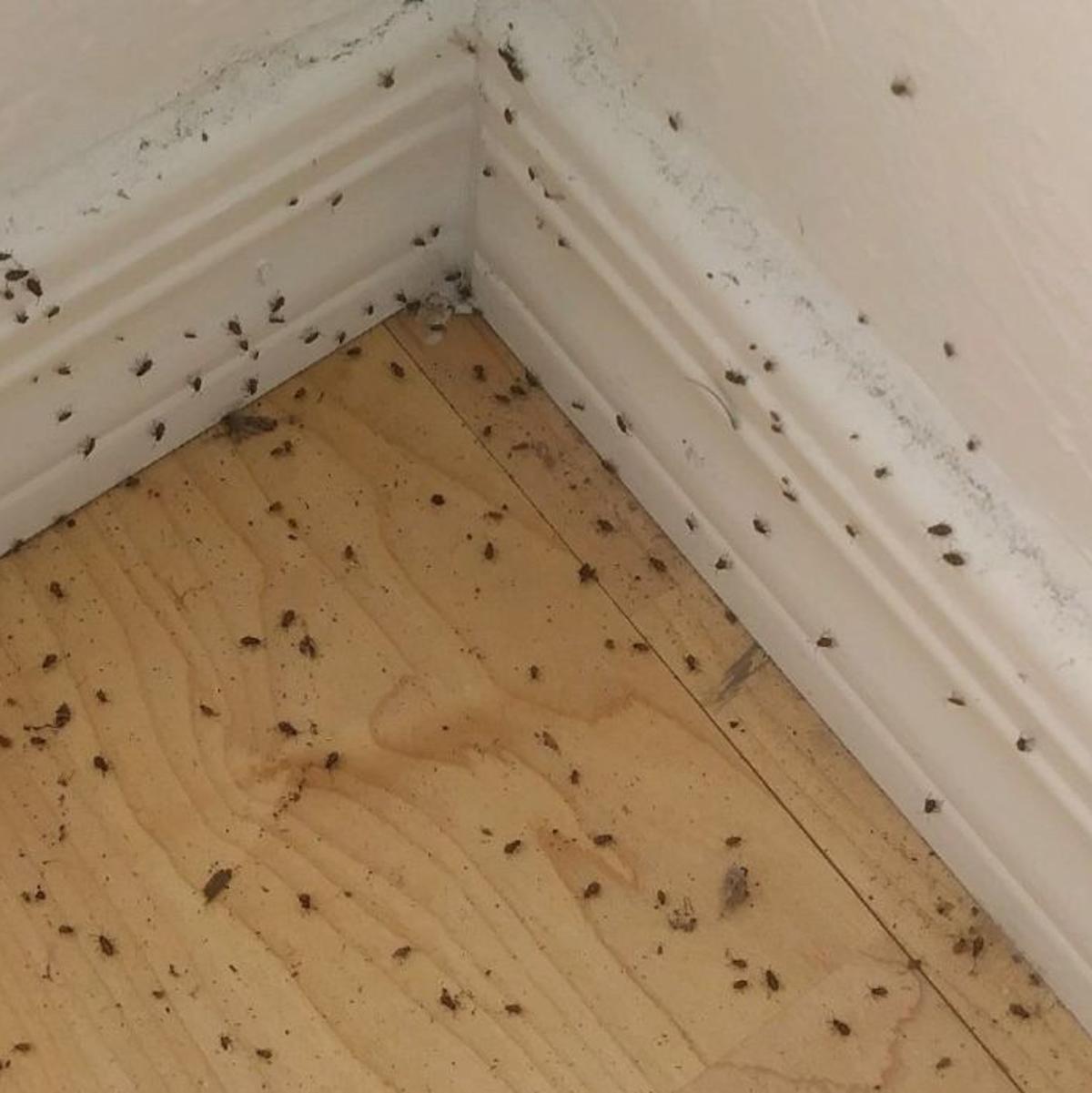 Here S Why Clusters Of These Tiny Bugs Are All Around Tucson Right Now Local News Tucson Com
