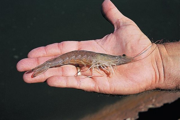 Desert shrimp  