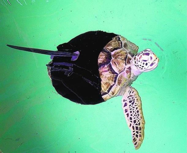 Artificial fin helps sea turtle with just 1 flipper swim straight  