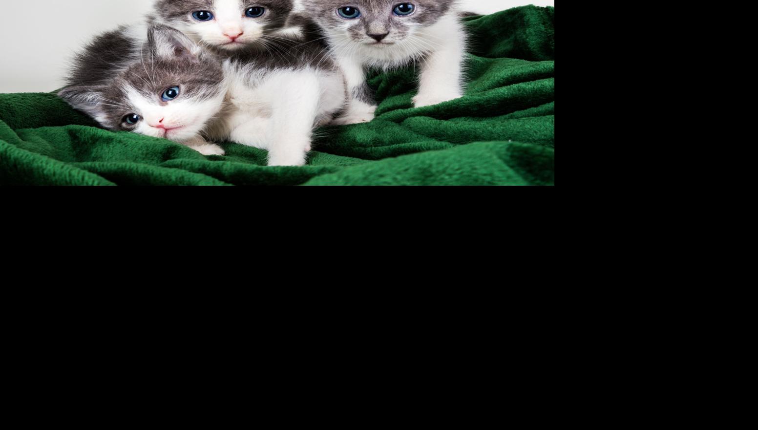 kittens