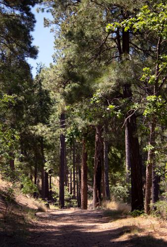 Mount Lemmon