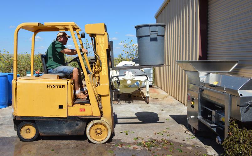 Rancho Rossa Vineyards