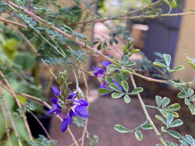 Black dalea blooming