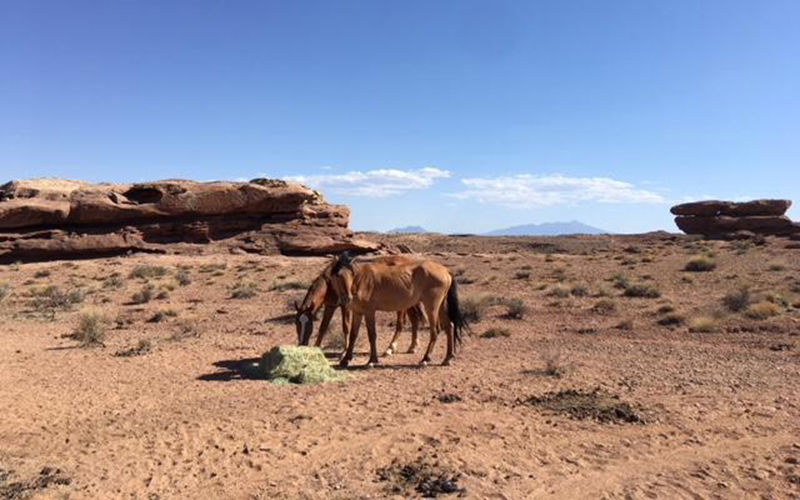 Parched horses