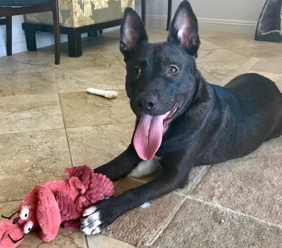 Adopt a friend: Dune