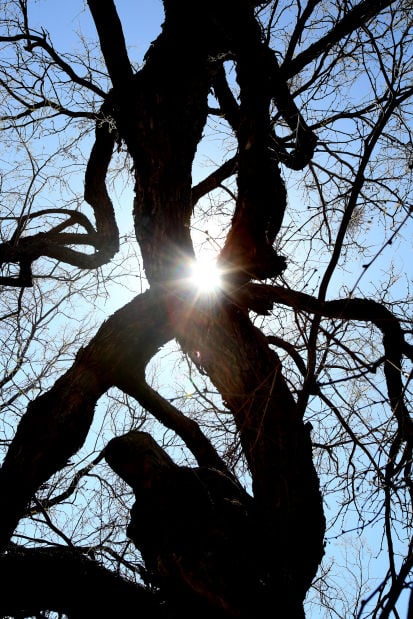 Beloved tree scrutinized yearly for signs of growth