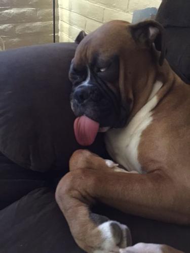 Happy National Dog Day!