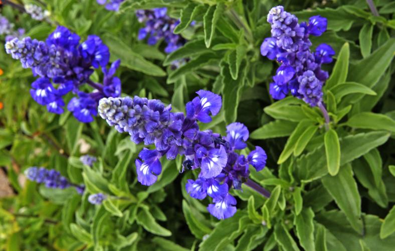 Flowering and edible plants