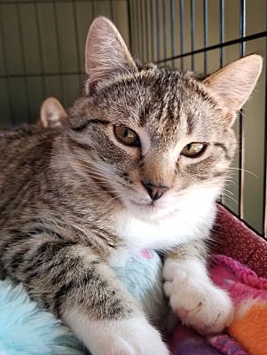 Adopt a friend: Hollis