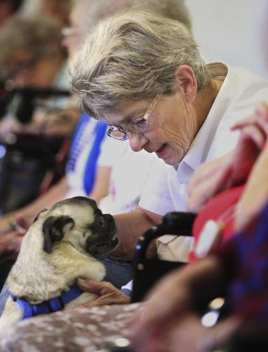 Dog Show at Sherwood Village
