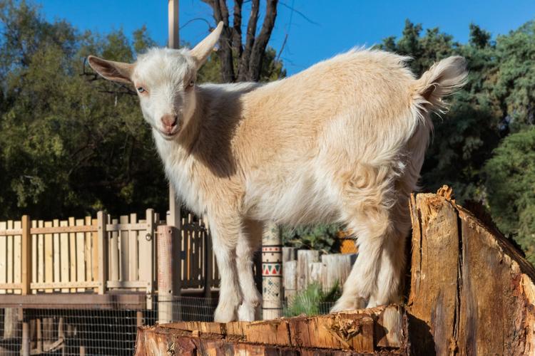 Reid Park Zoo goats