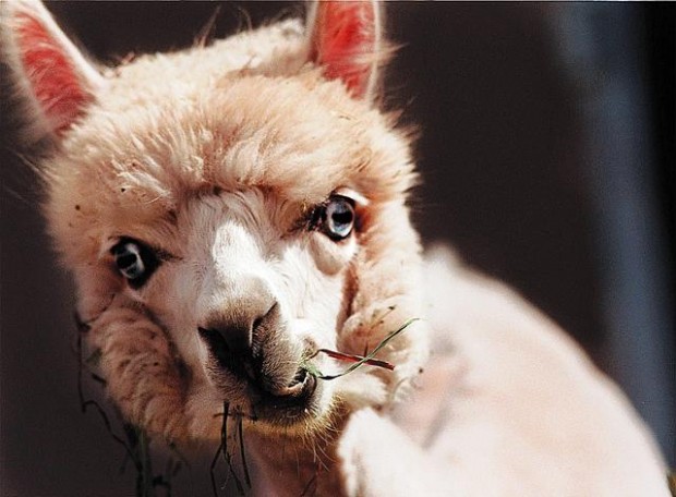 Shear fun planned at Alpaca Festival  