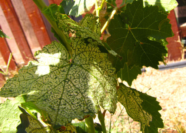 Unhealthy grape leaf