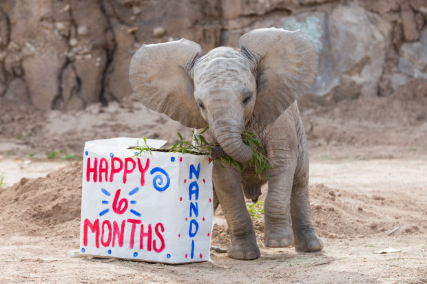 Baby elephant Nandi's party