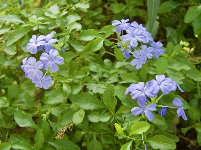 Plumbago