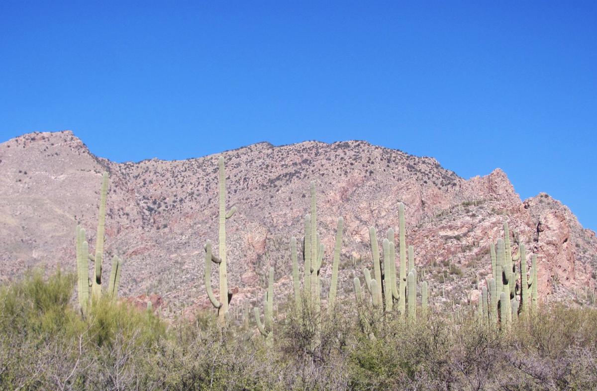 Saguaros and ridge