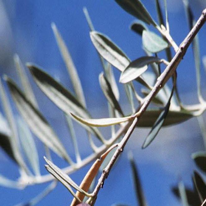 types of olive trees in arizona