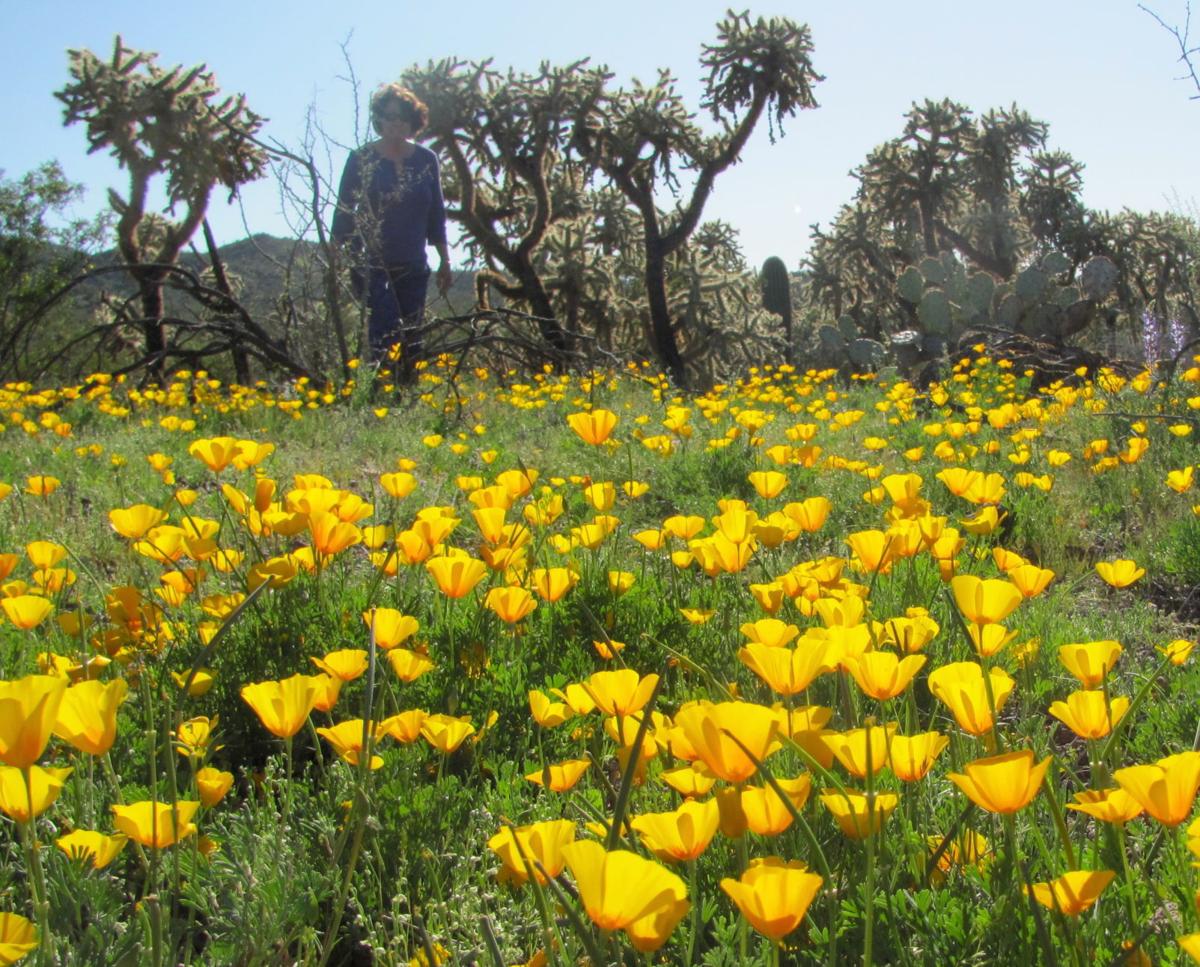 Hiker and poppies