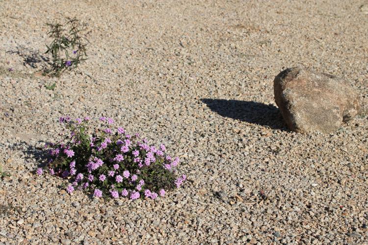 An example of zeroscaping