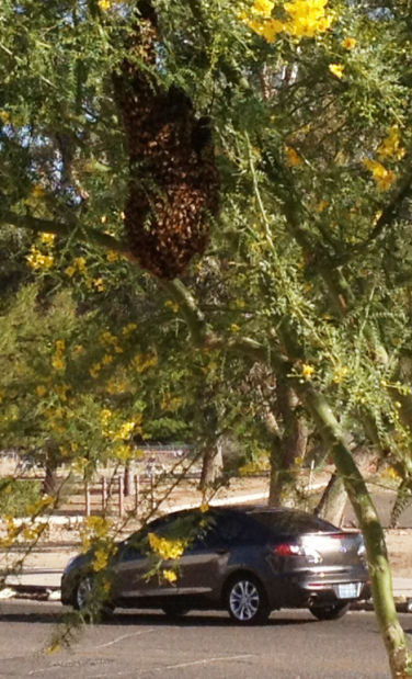 Wildflower season is also bee season; swarms are a danger