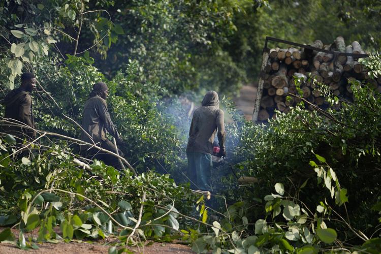 Nigeria Deforestation Logging