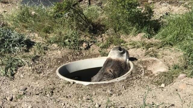A real stinker: Wild burro rescued from Arizona septic tank
