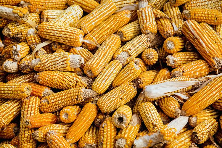Dent corn