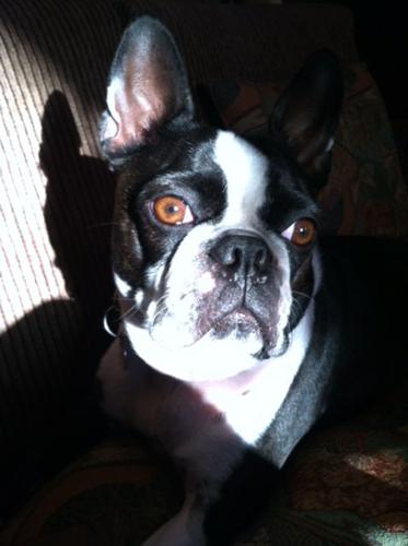 Happy National Dog Day!