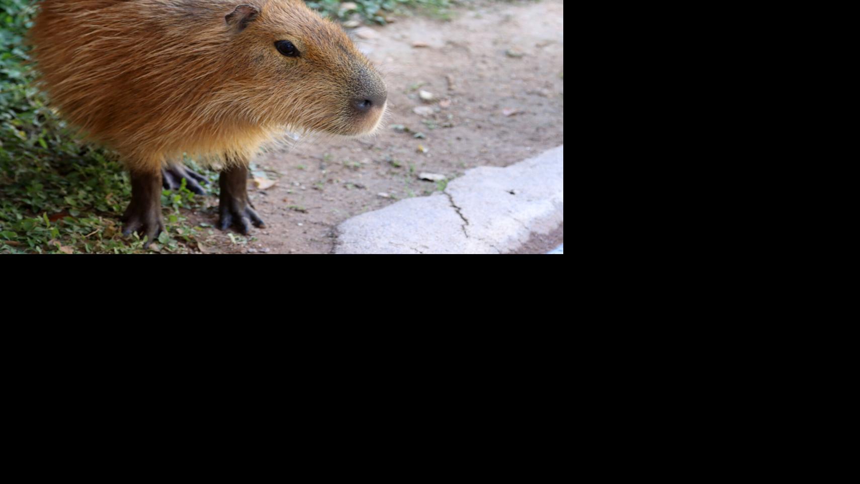 Reid Park Zoo welcomes capybara named Chocolate