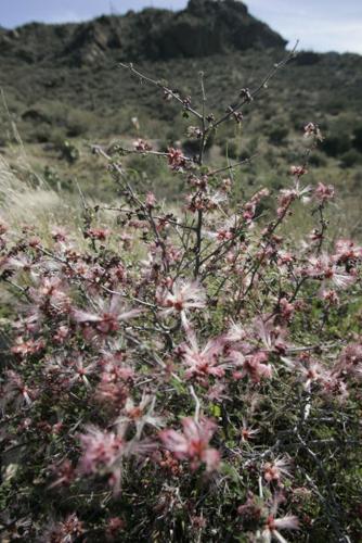 Southwest wildflowers