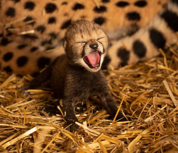 Cheetah cub