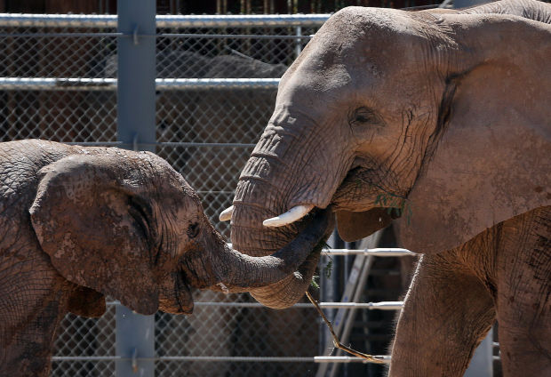 Photos Who s At The Reid Park Zoo Local News Tucson Photos Who s At The Reid Park Zoo Local News Tucson
