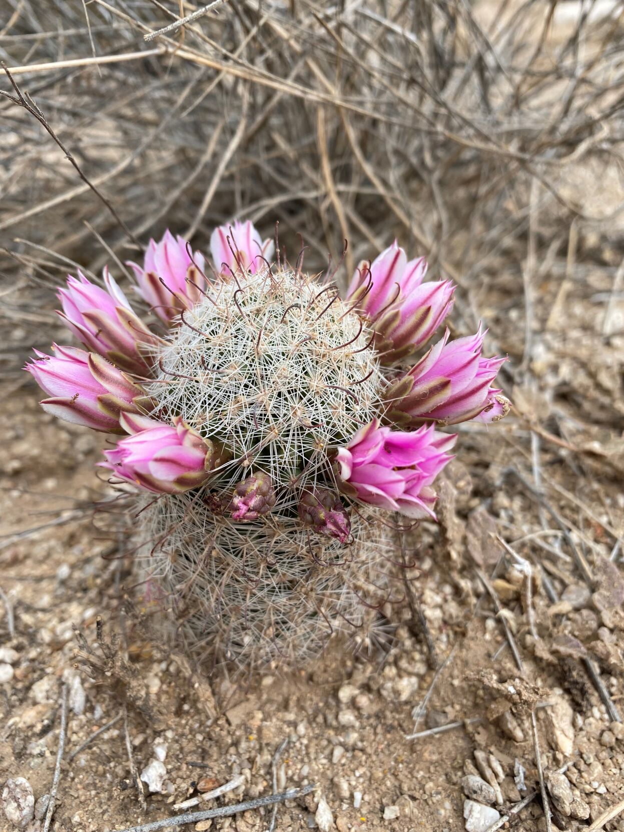 Pincushion cactus with flower crown
