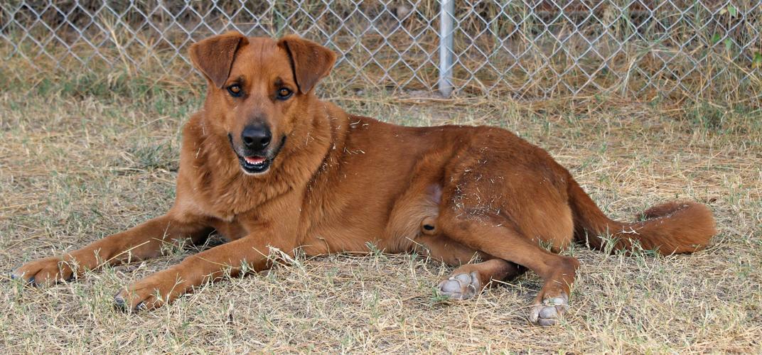 Adopt A Friend: Jake