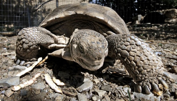 Feds to consider protections for Sonoran desert tortoise