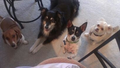 Happy National Dog Day!