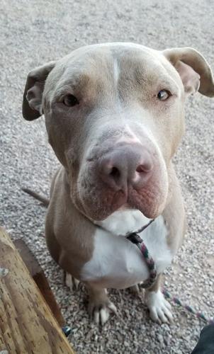 Adopt a friend: Butch