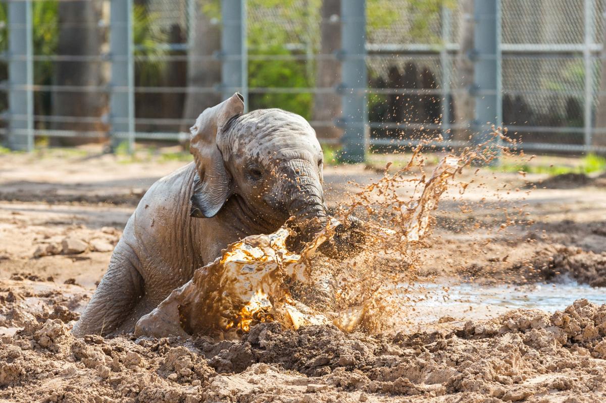Wallow in the mud at the zoo Saturday to do
