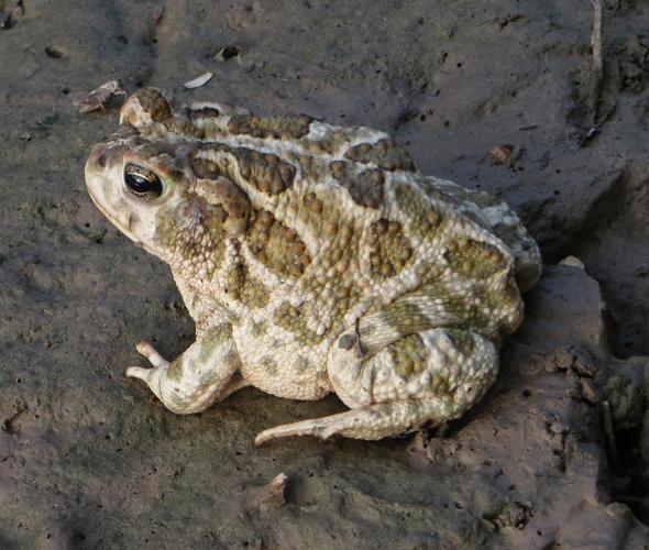 Desert toads