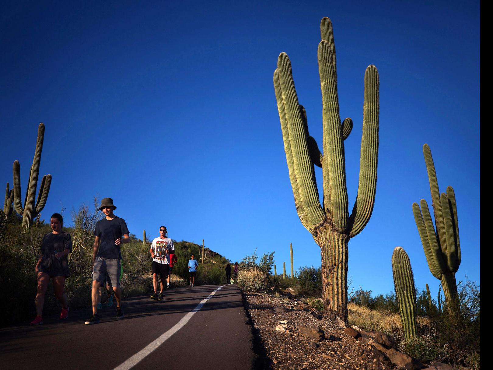 Despite Climate Change Landscape May Protect Local Saguaros Ua Study Shows Local News Tucson Com