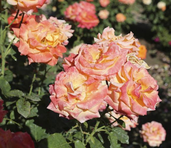 Reid Park's garden wins accolade for its blooming roses    