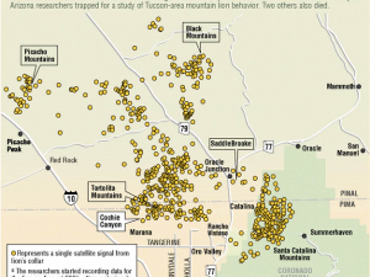 How close do mountain lions come to you? | Local news | tucson.com