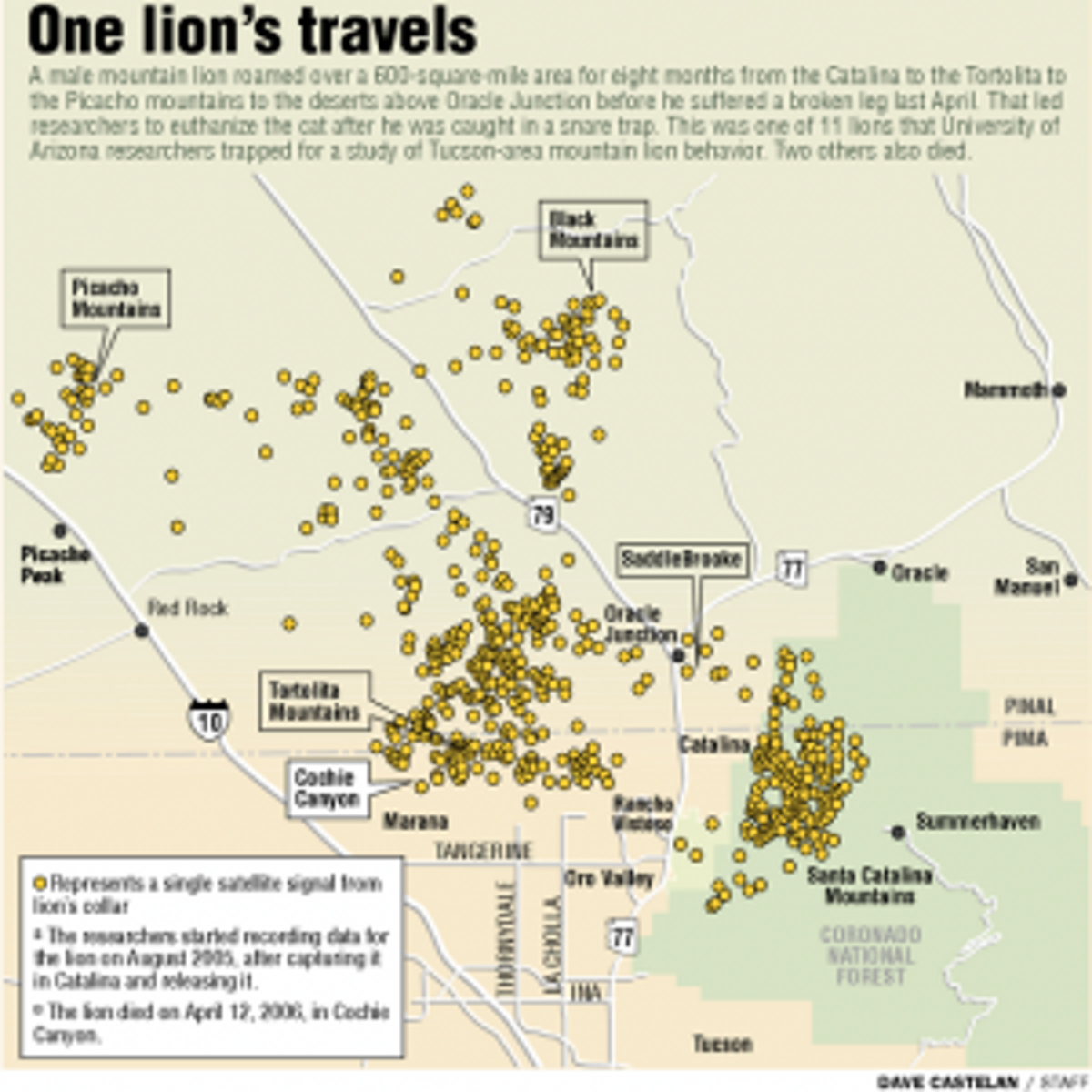 How close do mountain lions come to you? | Local news | tucson.com