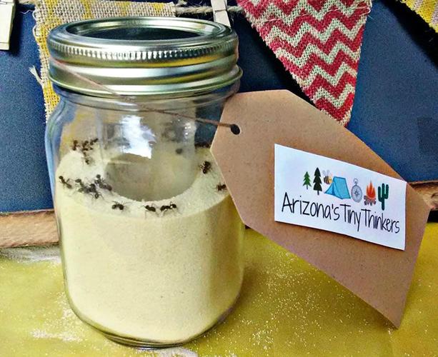 Make an Ant Farm with Tiny Thinkers