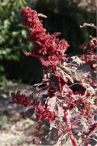 Amaranth