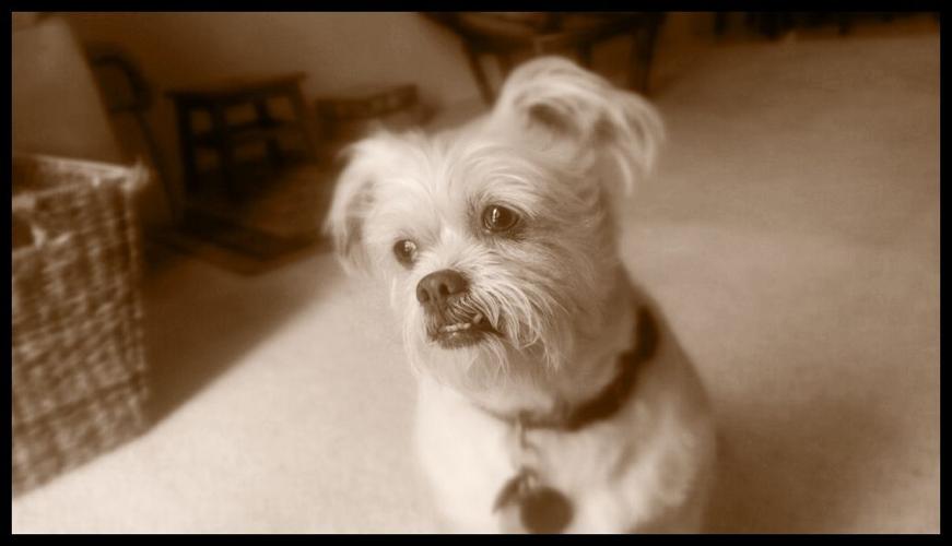 Happy National Dog Day!