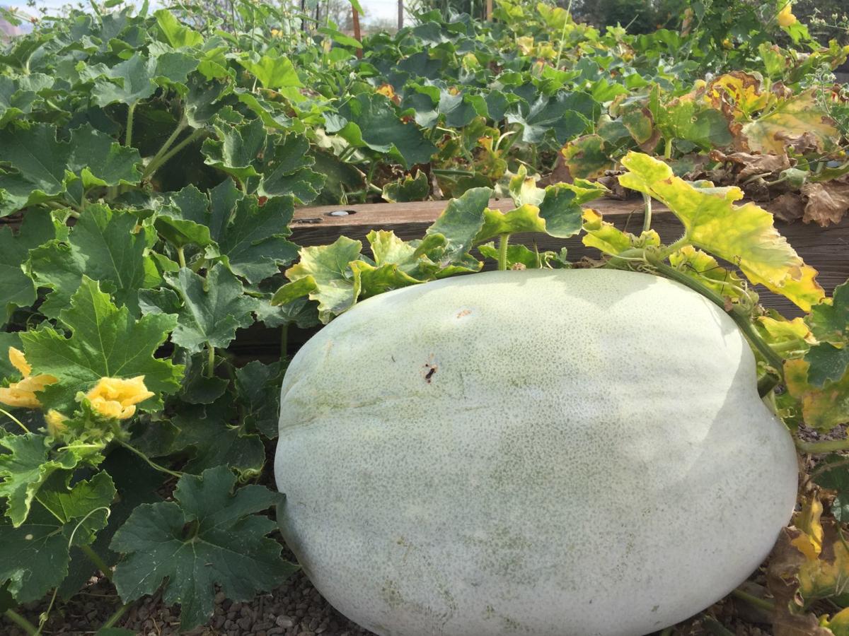 Mission Garden