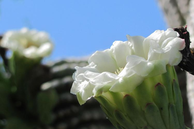 Saguaro blossoms